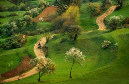 Country Road - field, country, tree, green