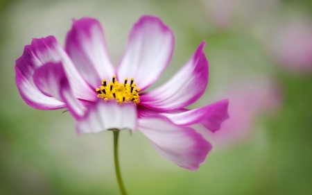 Purple and white - white, purple, flower, beautiful