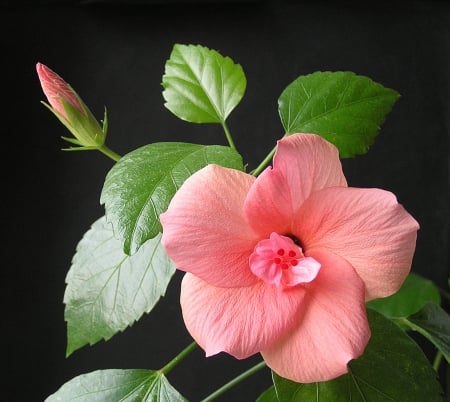 Pink Flower - flower, nature, pink, beautiful