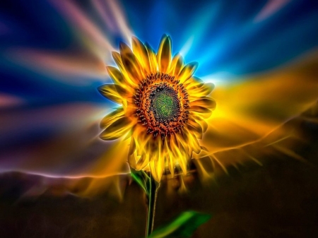 Sunflower - sunflower, nature, sunlight, flower