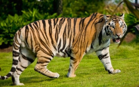 tiger - grass, tiger, feline, cat