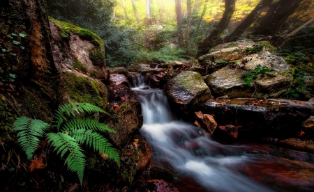 Stream - river, nature, Stream, plants, grass, tree