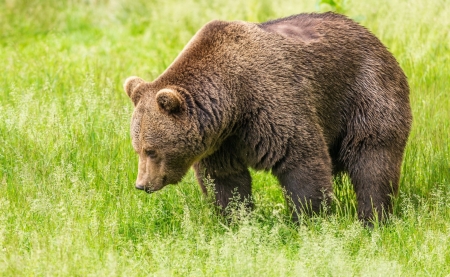 Bear - animal, bear, nature, grass