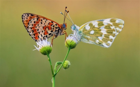 Butterfly - leaf, animal, butterfly, plant