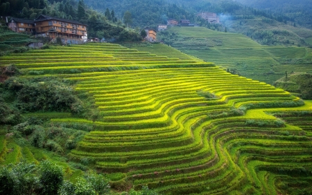 Rice Field - rice, field, tree, nature, grass