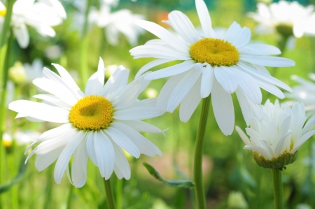 Camomiles - Camomiles, flower, nature, plant