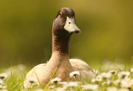 Duck - animal, nature, duck, flower