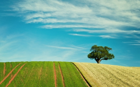 Field - nature, sky, tree, field