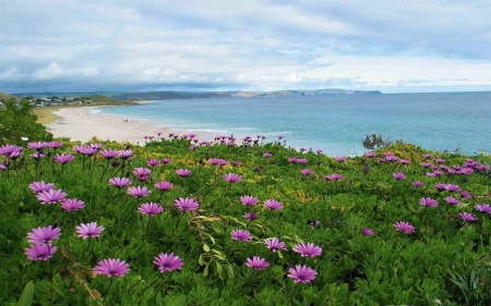 Flowers on Australian Beach - nature, Flowers, on, Australian, Beach