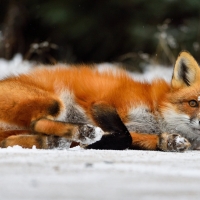 Fox