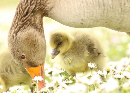 Goose - animal, nature, bird, goose