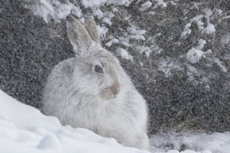 Hare - photo, animal, bunny, hare