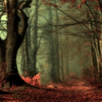 Misty Autumn Path