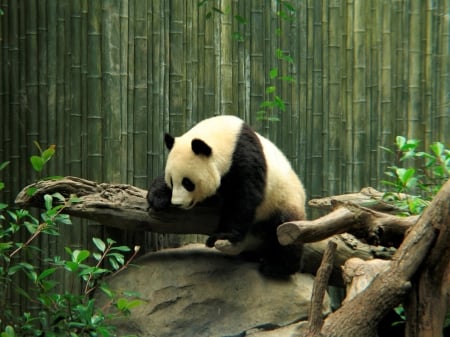 Panda - Panda, nature, tree, ANimal