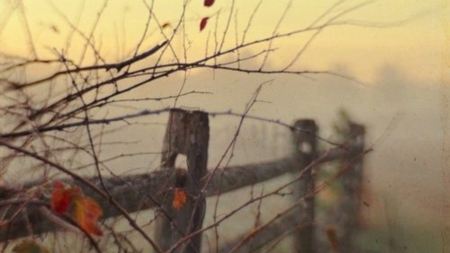 the fog - fence, nature, tree, autumn