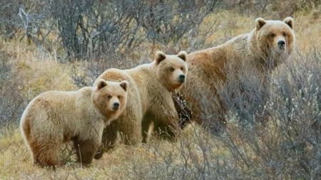 our family - field, nature, bears, animals