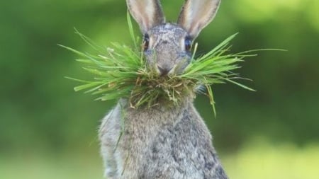 stand still - rabbit, grass, animal, nature