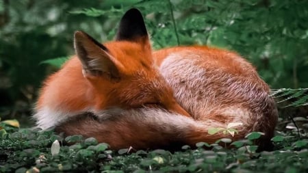 let me sleep - grass, animal, nature, fox