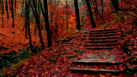 leafs of red - nature, steps, red, forrest