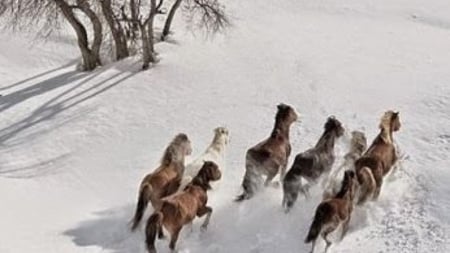 to run - snow, winter, nature, horses