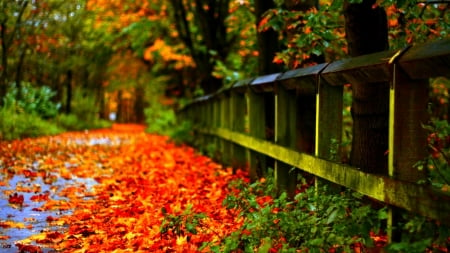 Autumn colour - Autumn, nature, leaf, red