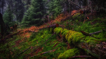 moss overgrow - nature, leaf, forrest, trees