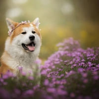Shiba Inu