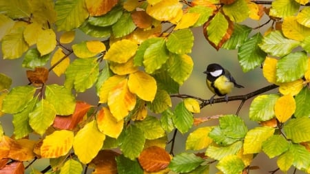 Sinichka on Autumn Branch - on, Autumn, Branch, Sinichka