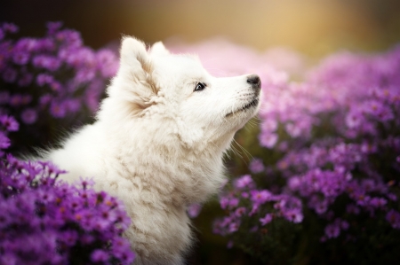 Samoyed - animal, leaf, samoyed, dog