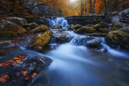 Stream - stream, tree, nature, jungle