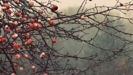 Apple - Apple, fruit, nature, autumn