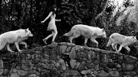 be free - animal, nature, wolf, wall