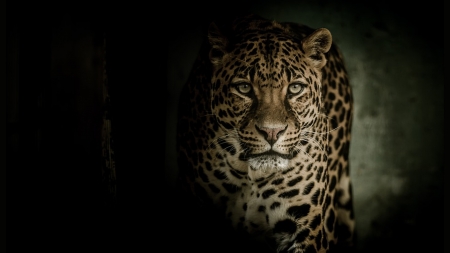 Leopard - leopard, wild cat, dark, wild, firefox persona theme, big cat, exotic