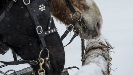 in the snow - animal, winter, horse, snow