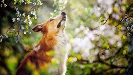 look - animal, nature, trees, dog