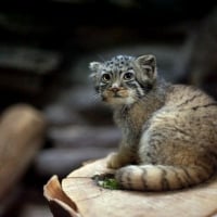 Manul Baby Wild Cat