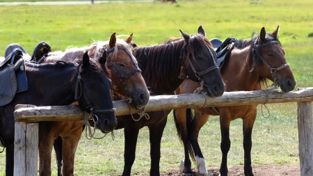 im waiting - animal, field, horse, grass