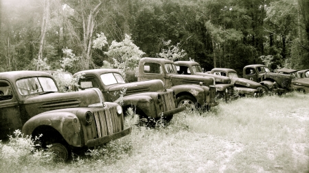 line up - nature, cars, field, black