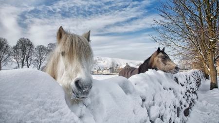 its cold - winter, nature, horse, snow