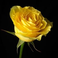 YELLOW ROSE