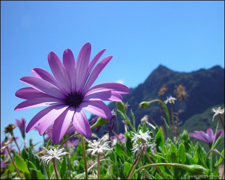 Wild Flower - wild flower, cool