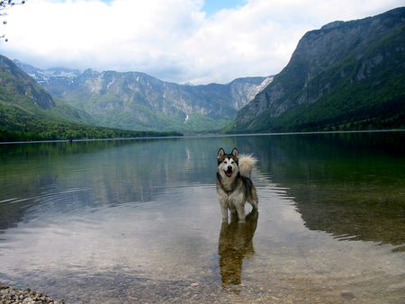 Wolf creek - quiet, wolf, lake, mountains, reflection