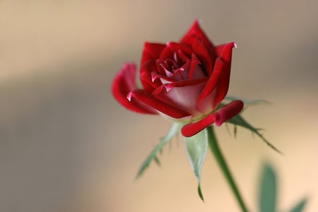 Red rose - flowers, roses