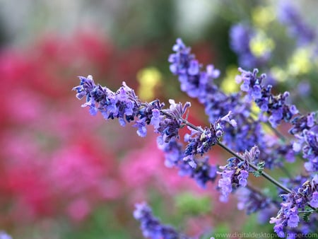 Wild flowers - flowers, nature