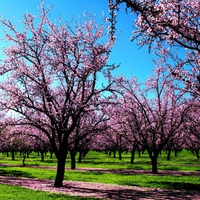 Pink trees