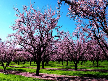 Pink trees - nature, trees