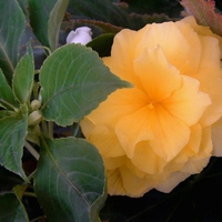 Yellow flower