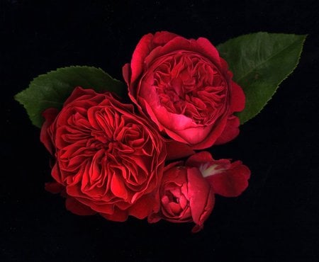 Cabbage Roses - roses, black background, red, art, green leaves, cabbage roses