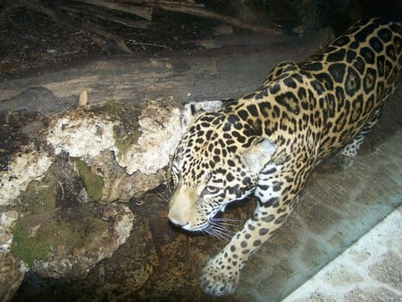 Leopard - leopard, big cats