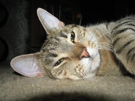 Just relaxing. - tabby, face, tired, savannah, resting